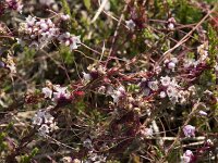 Cuscuta epithymum 37, Klein warkruid, Saxifraga-Willem van Kruijsbergen
