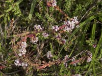 Cuscuta epithymum 39, Klein warkruid, Saxifraga-Willem van Kruijsbergen