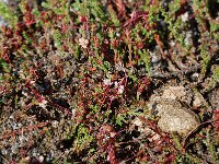 Cuscuta epithymum 4, Klein warkruid, Saxifraga-Willem van Kruijsbergen
