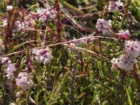 Cuscuta epithymum 40, Klein warkruid, Saxifraga-Willem van Kruijsbergen