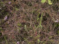 Cuscuta epithymum 41, Klein warkruid, Saxifraga-Willem van Kruijsbergen