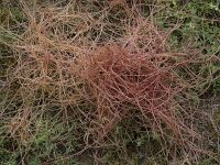 Cuscuta epithymum 43, Klein warkruid, Saxifraga-Willem van Kruijsbergen