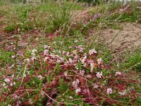Cuscuta epithymum 46, Klein warkruid, Saxifraga-Hans Grotenhuis