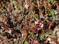 Cuscuta epithymum 5, Klein warkruid, Saxifraga-Willem van Kruijsbergen