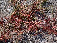 Cuscuta epithymum 6, Klein warkruid, Saxifraga-Willem van Kruijsbergen