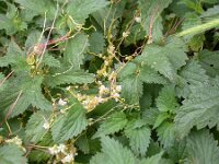 Cuscuta epithymum 9, Klein warkruid, Saxifraga-Peter Meininger