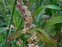 Cuscuta europaea 14, Groot warkruid, Saxifraga-Ed Stikvoort