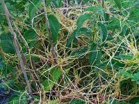 Cuscuta europaea 16, Groot warkruid, Saxifraga-Ed Stikvoort