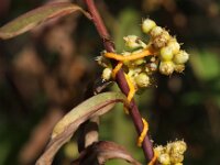 Cuscuta gronovii
