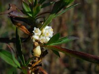 Cuscuta gronovii 13, Oeverwarkruid, Saxifraga-Ed Stikvoort