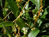 Cuscuta gronovii 2, Oeverwarkruid, Saxifraga-Rutger Barendse