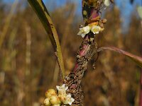 Cuscuta gronovii 4, Oeverwarkruid, Saxifraga-Ed Stikvoort