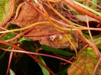 Cuscuta lupuliformis