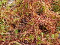 Cuscuta lupuliformis 14, Hopwarkruid, Saxifraga-Ed Stikvoort