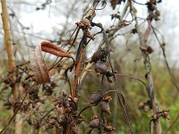 Cuscuta lupuliformis 17, Hopwarkruid, Saxifraga-Rutger Barendse