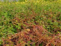 Cuscuta lupuliformis 3, Hopwarkruid, Saxifraga-Ed Stikvoort