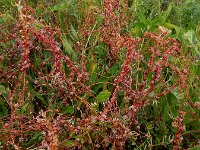 Cuscuta palaestina