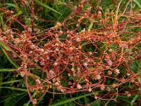 Cuscuta palaestina 3, Saxifraga-Ed Stikvoort