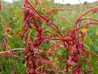 Cuscuta palaestina 7, Saxifraga-Ed Stikvoort