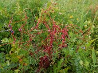 Cuscuta palaestina 8, Saxifraga-Ed Stikvoort