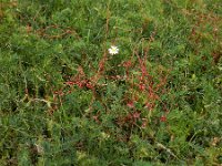 Cuscuta palaestina 9, Saxifraga-Ed Stikvoort