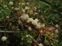 Cuscuta planiflora