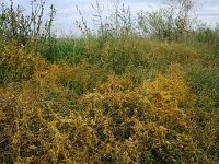 Cuscuta pratensis