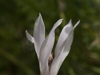 Cyclamen creticum
