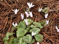Cyclamen creticum 13, Saxifraga-Harry Jans