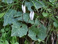 Cyclamen creticum 15, Saxifraga-Harry Jans