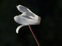 Cyclamen creticum 2, Saxifraga-Jan van der Straaten