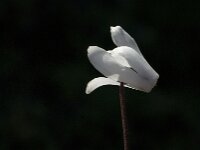 Cyclamen creticum 3, Saxifraga-Jan van der Straaten