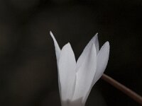 Cyclamen creticum 5, Saxifraga-Willem van Kruijsbergen