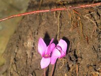 Cyclamen europaeus