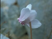 Cyclamen graecum