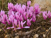 Cyclamen graecum 10, Saxifraga-Harry Jans