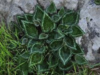 Cyclamen graecum 11, Saxifraga-Harry Jans