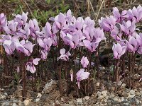 Cyclamen graecum 13, Saxifraga-Harry Jans