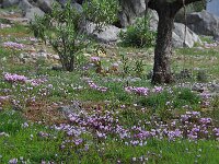 Cyclamen graecum 14, habitat, Saxifraga-Harry Jans