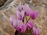 Cyclamen graecum 16, Saxifraga-Harry Jans