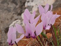 Cyclamen graecum 17, Saxifraga-Harry Jans