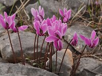 Cyclamen graecum 18, Saxifraga-Harry Jans