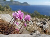 Cyclamen graecum 19, Saxifraga-Harry Jans