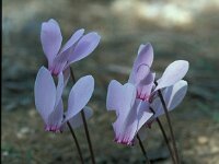 Cyclamen graecum 2, Saxifraga-Jan van der Straaten