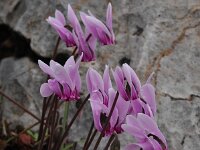Cyclamen graecum 20, Saxifraga-Harry Jans