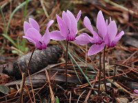 Cyclamen graecum 21, Saxifraga-Harry Jans