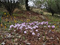 Cyclamen graecum 3, Saxifraga-Harry Jans