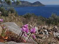 Cyclamen graecum 4, Saxifraga-Harry Jans