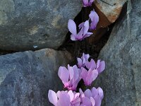 Cyclamen graecum 5, Saxifraga-Harry Jans