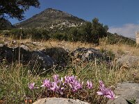 Cyclamen graecum 6, Saxifraga-Harry Jans